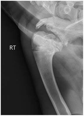 Case report: Scapulohumeral arthrodesis in a reindeer